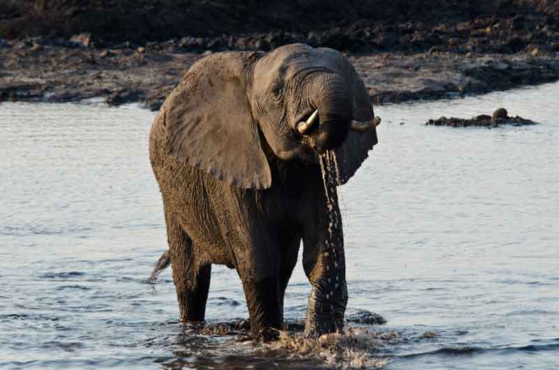 19 - Botswana - elefante - parque nacional de Chobe